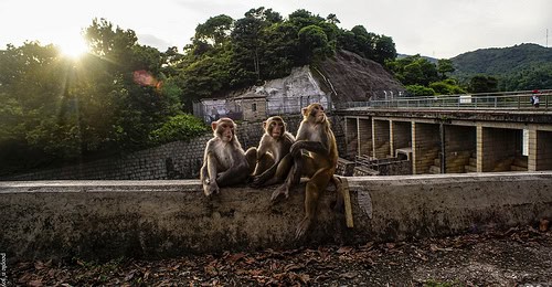 la felicidad de los idiotas