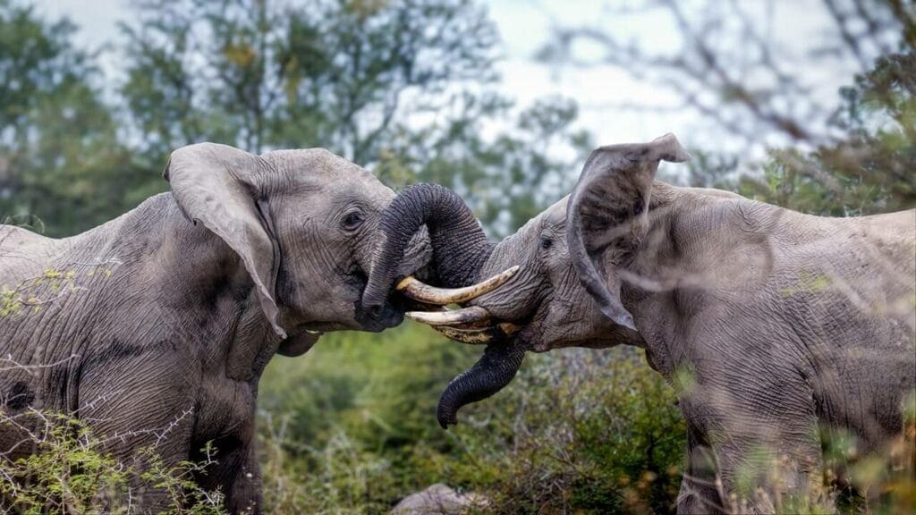 african-elephant-bulls-fighting-trunks-1024x576 Two elephant bulls clash, tusks locked in a battle for dominance.