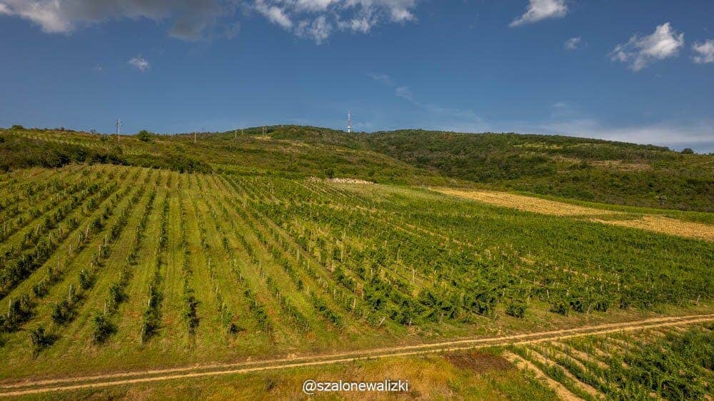 tajemnice win Tokaju