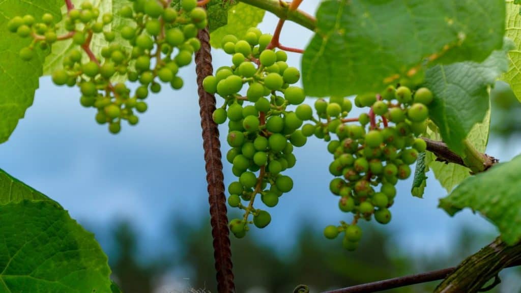 winnica copernicus latem