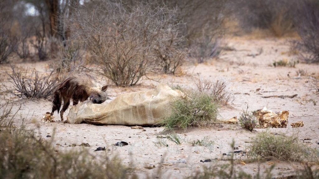 Brown-hyena-feeding-on-rhino-carcass Brown Hyena seen feeding on an old Black Rhino carcass