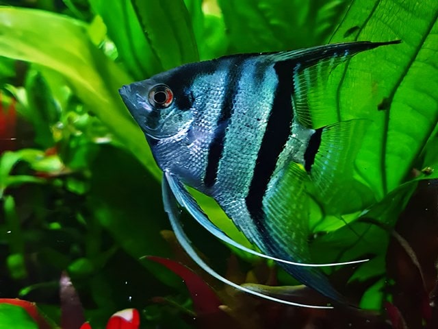 Skalar blau Pterophyllum scalare