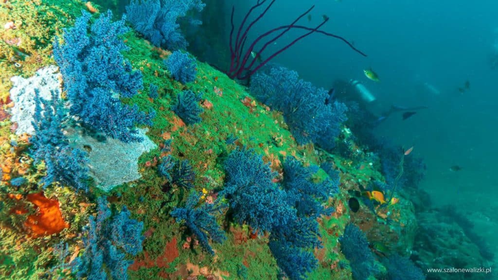 nurkowanie sri lanka