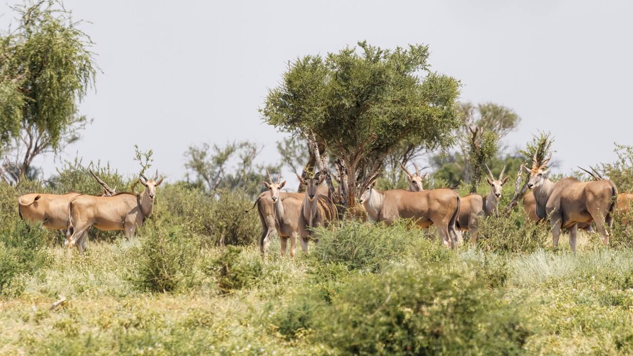 eland-herd-african-savanna-khamab A group of African antelopes that's the size of a moose standing together on the savanna at Khamab Kalahari reserve, showcasing their social behavior and their importance in the African ecosystem.