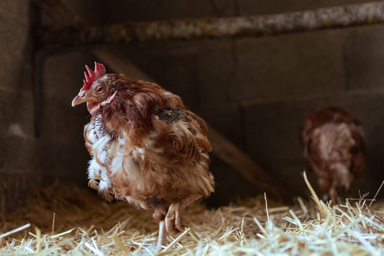 chicken in her coop with missing feathers due to going through a molt. Are your chickens not laying? This might be the reason.
