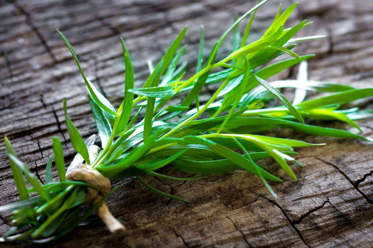 What Are Scallions? Everything You Need to Know - Food Champs