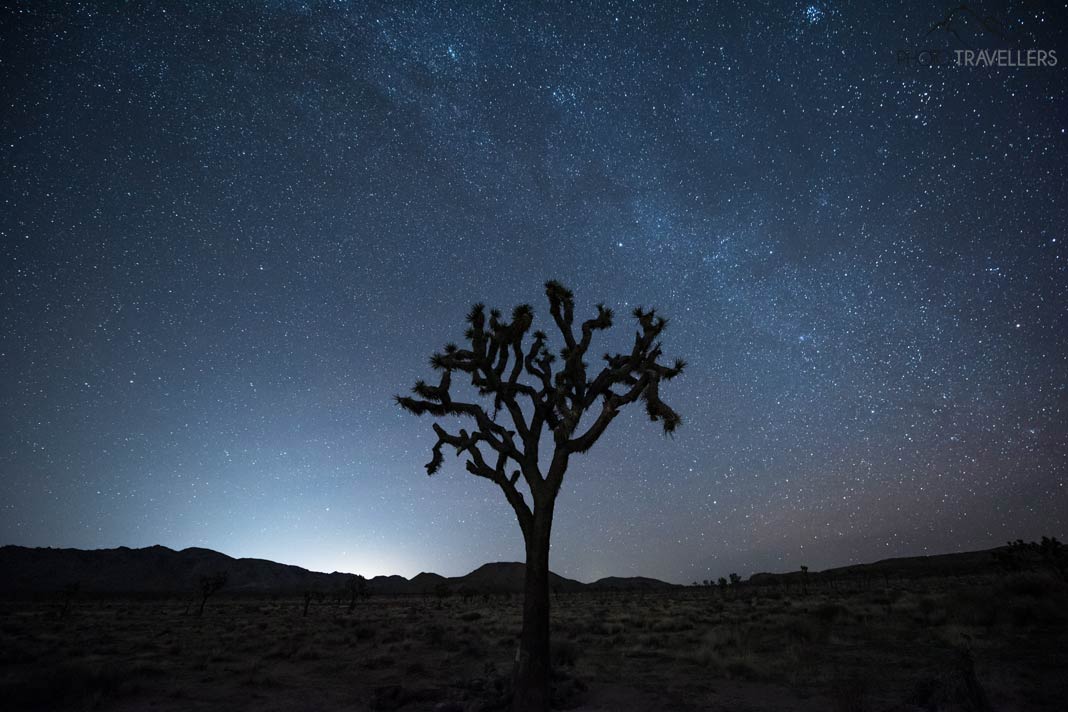 Ein Baum in der Nacht im Joshua Tree Nationalpark in Kalifornien