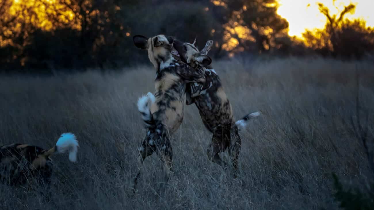 Painted Dogs Playing Painted wild dogs playing as a form of social bonding