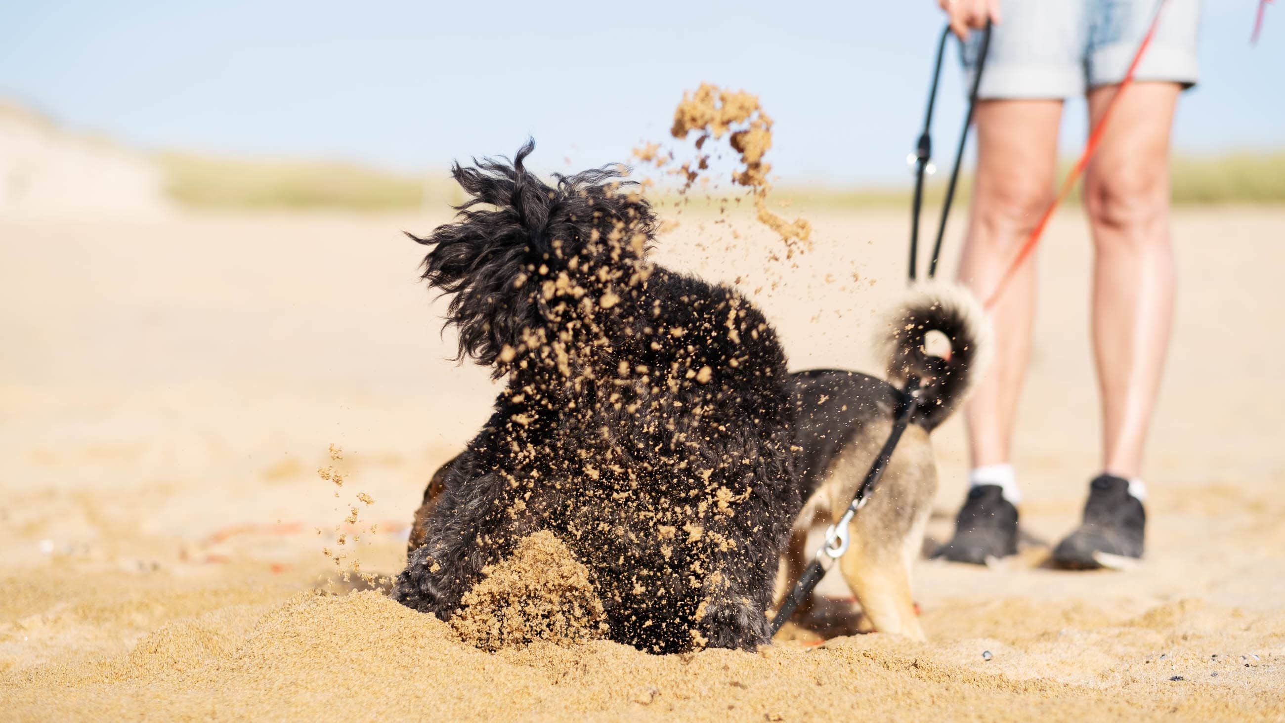 Elli Toffi Annette Bara