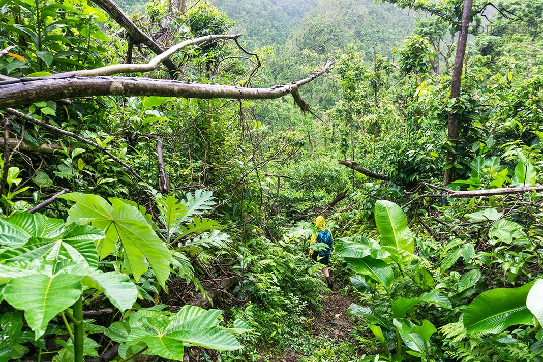 Ein Weg auf dem Waitukubuli National Trail durch den Dschungel