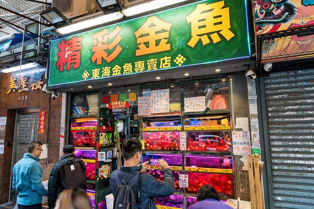 Ein Passant fotografiert bunte Fische in einem Schaufenster in der Goldfish Street in Hongkong