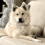 Big dog training class twin cities – go anywhere dog®, twin cities, mn, dog training