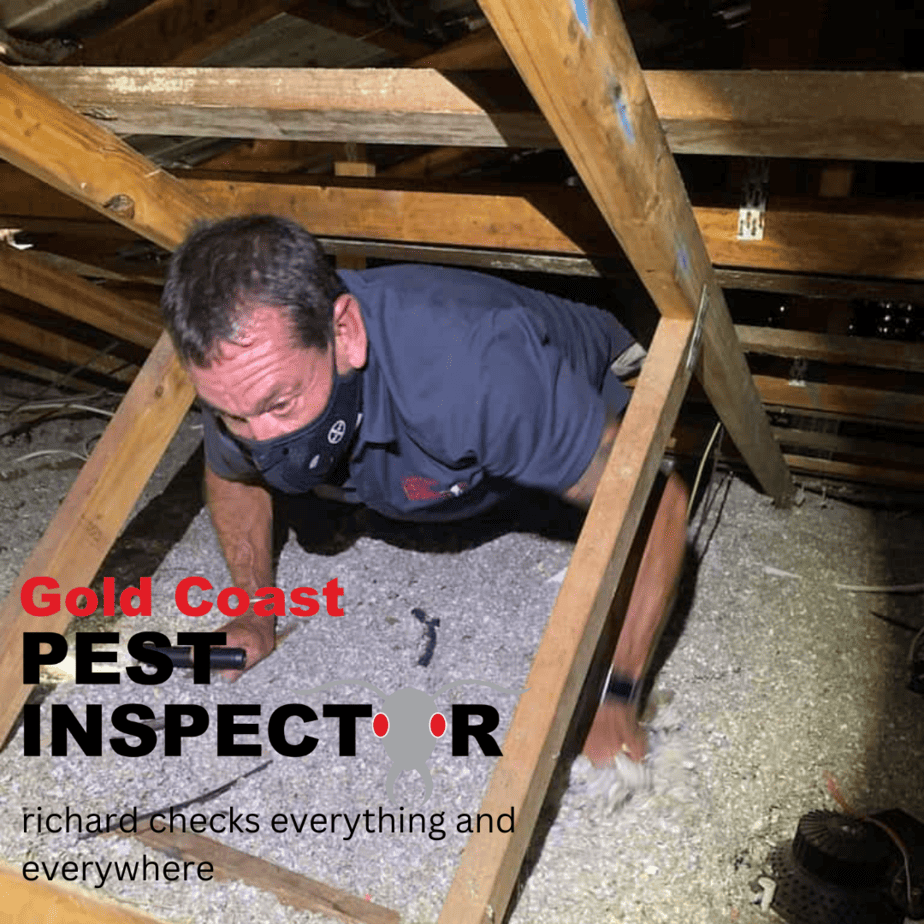 richard checking for termites during a pest insection