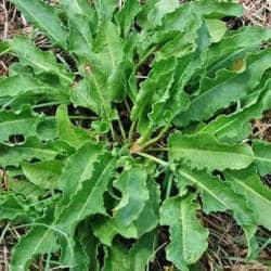 dragavei curly dock rumex crépu rumex acetosa acedera Sauerampfer legume ordonate alfabetic gokid