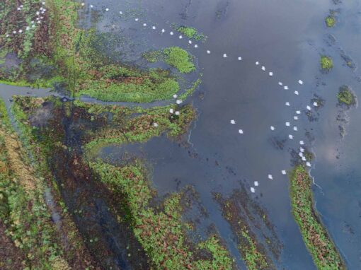 Bedrohte Wildnis im Herzen Europas: Das Stettiner Haff ist „Bedrohter See des Jahres 2024″