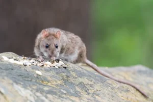 idées reçues sur les rats. Rat sur une pierre