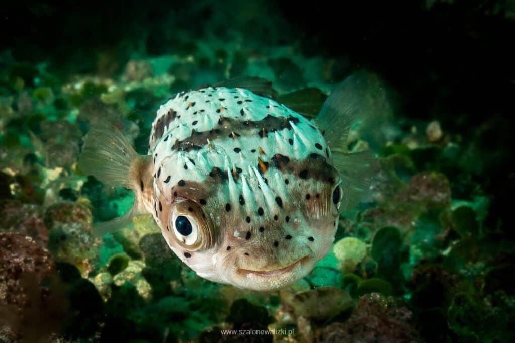 nurkowanie na cabo verde