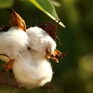 Neuer Leitfaden: Biodiversität in Textilstandards stärken