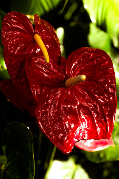 As 7 Flores Mais Lindas Para Decorar Sua Sala e Cozinha