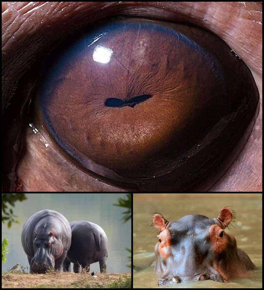 ochi de hipopotam gokid