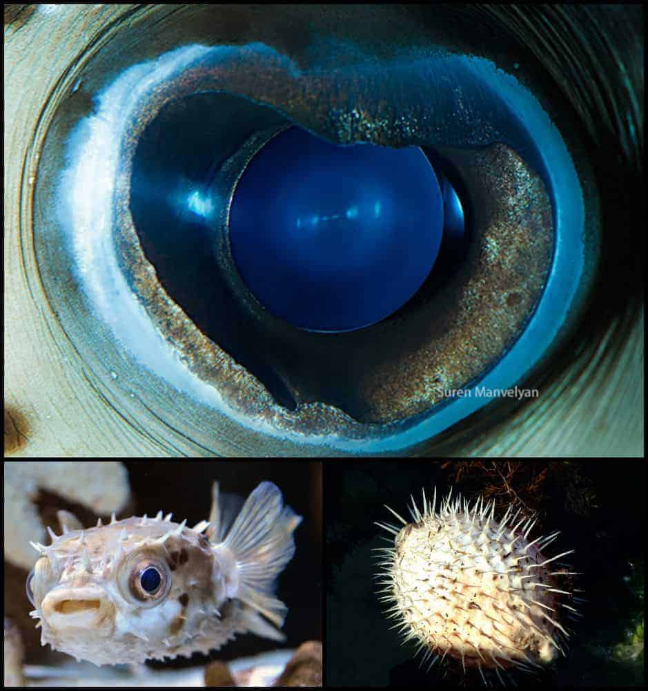 ochi de peste balon gokid