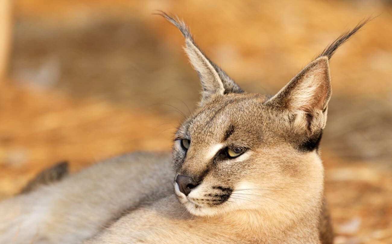 kalahari-caracal-ears-close-up-predator Close-up of a caracal's ears, Kalahari Reserve