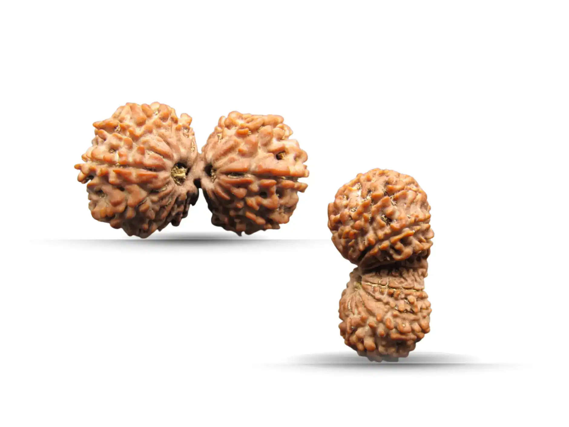 Gaurishankar Rudraksha