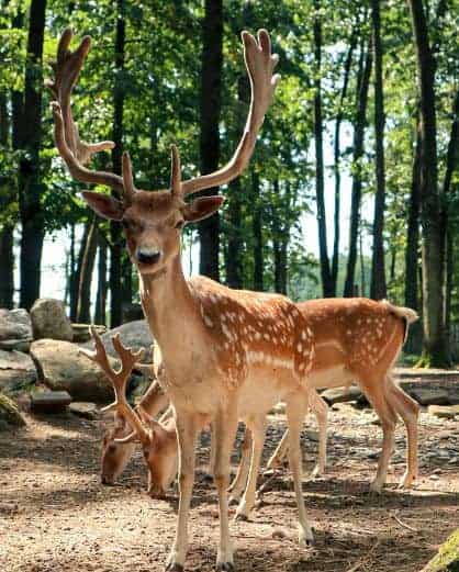 Edenland Balotesti animale 2 Locuri de Petreceri in Aer Liber pentru Copii Bucuresti
