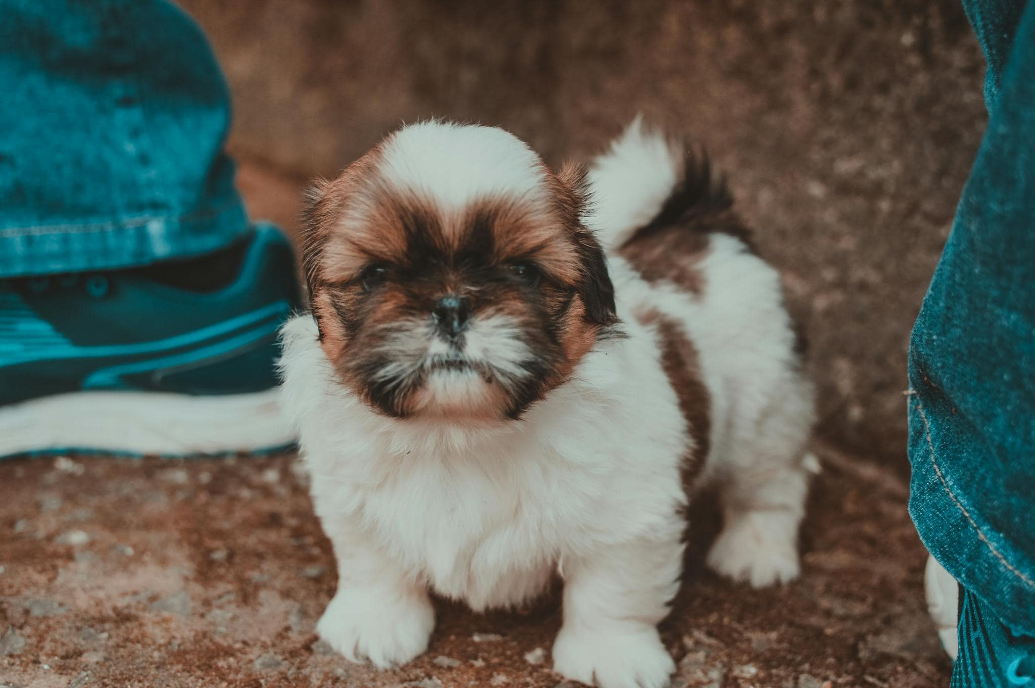 Cute Shih Tzu puppy standing outdoors between legs. Perfect for pet lovers.