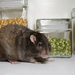 Dératisation maison