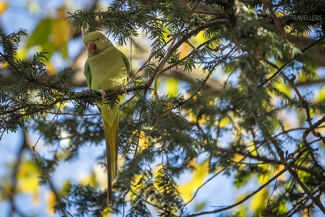 Ein Halsbandsittich in einem Baum