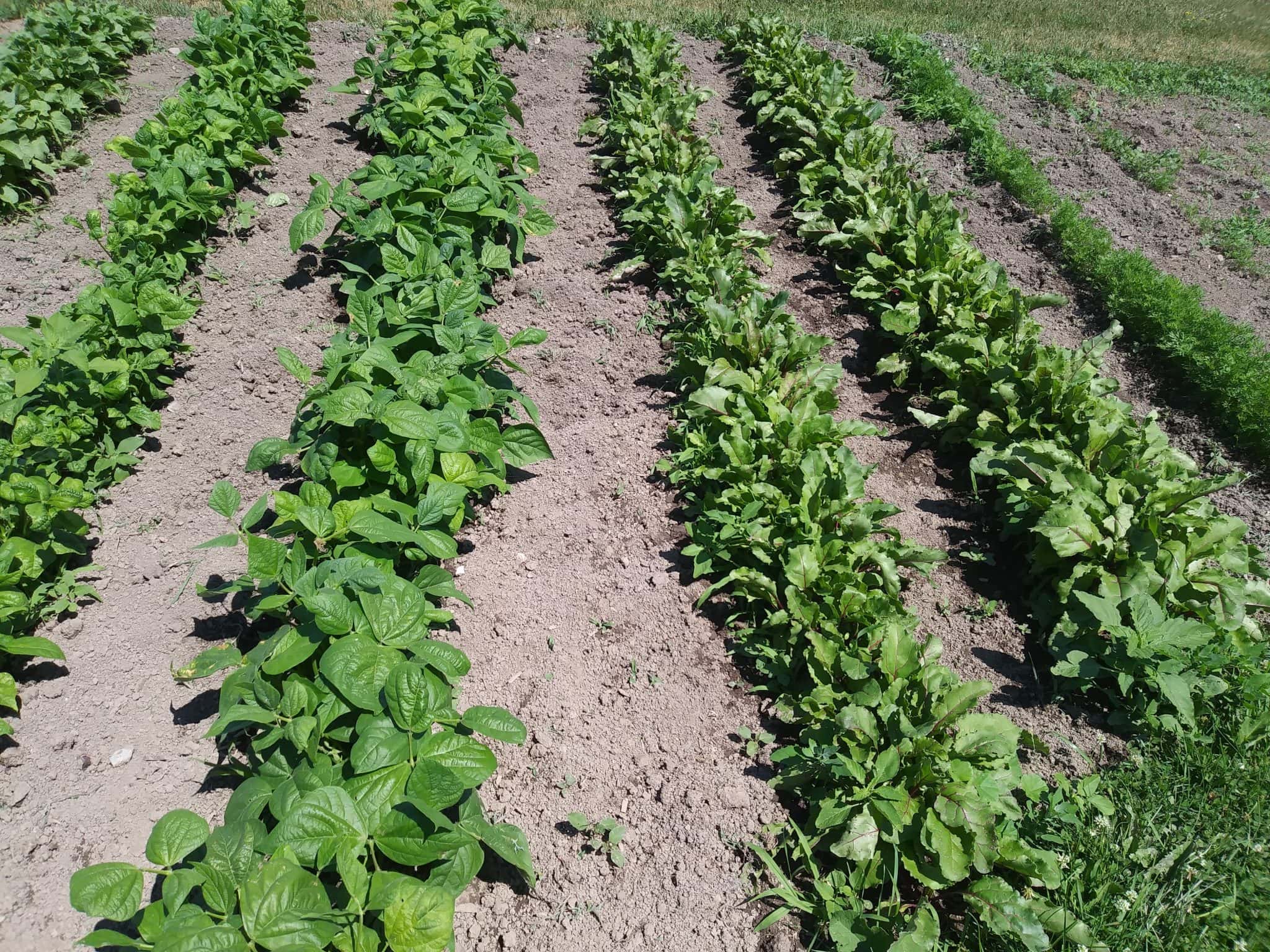 garden planning in winter