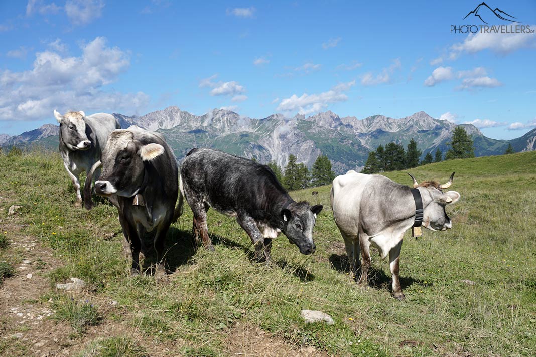 Vier Kühe auf einer Almwiese, dahinter die Berge