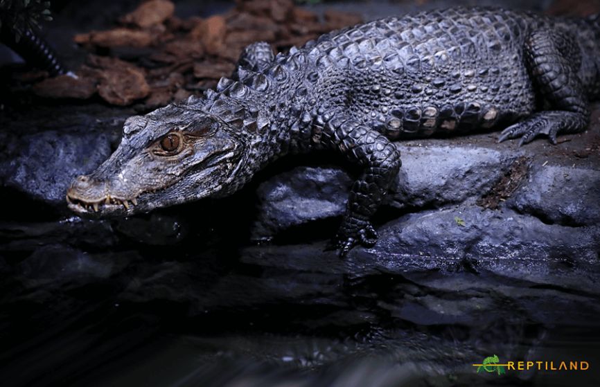 idei de activitati pentru copii bucuresti (1) reptiland