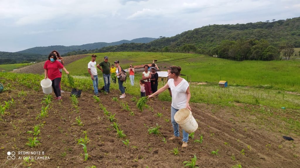 A farinha de mandioca caseira em castilho sp carrega mais do que sabor. Ela concentra história, esforço físico, tradição familiar e a luta silenciosa de quem vive da terra