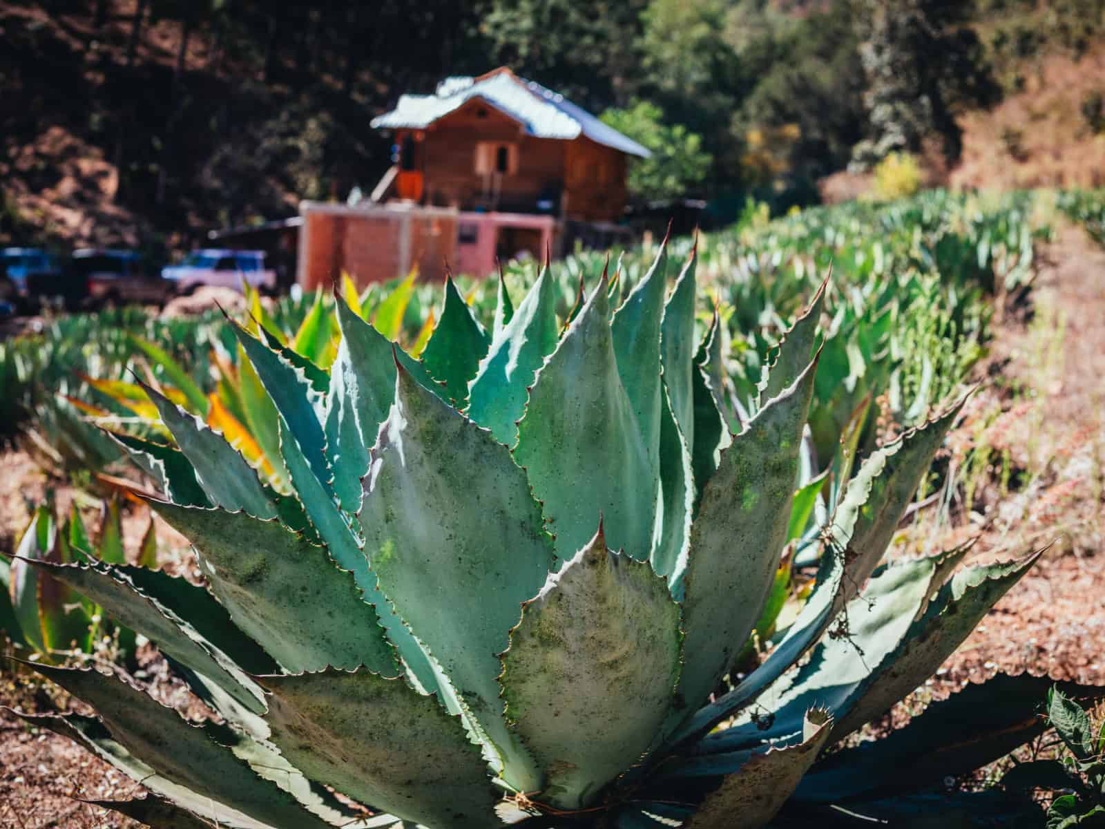 difference between Tequila and Mezcal