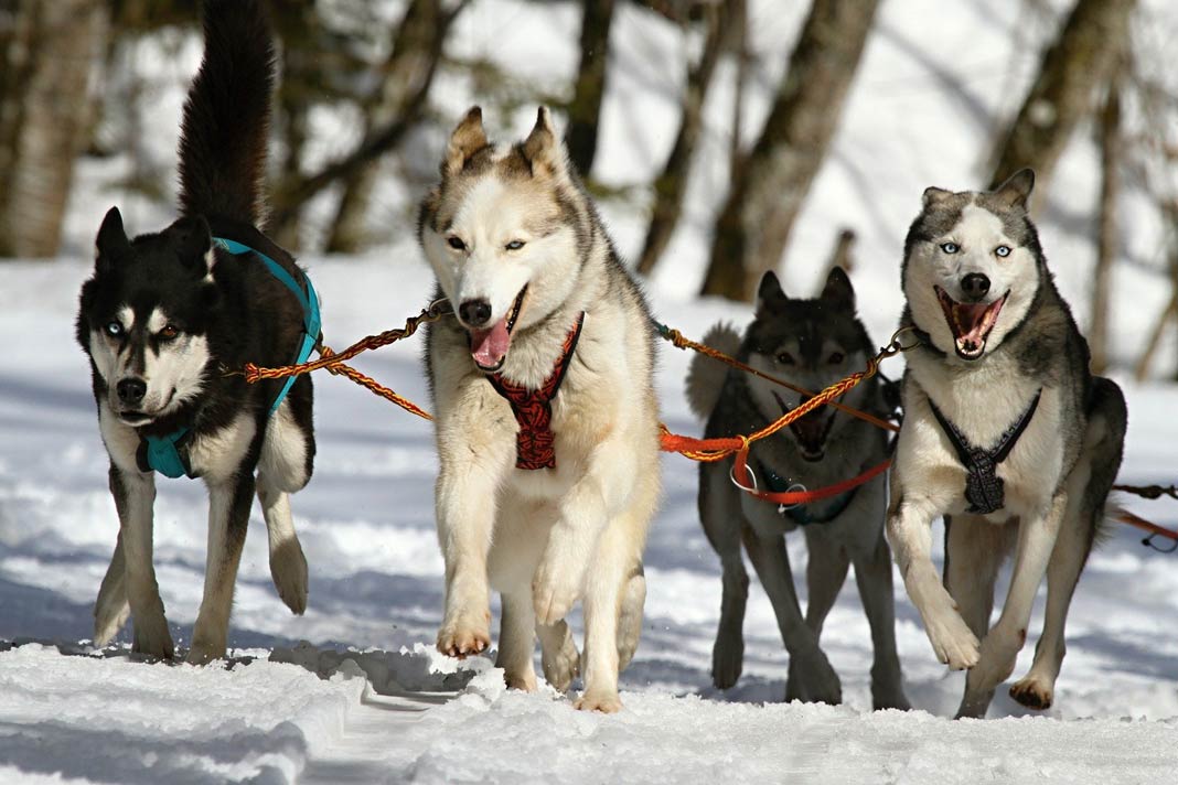 Mit Huskys durch den winterlichen Bayerischen Wald