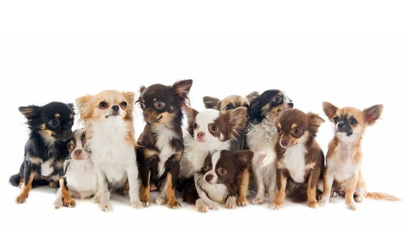 The Complete Guide to Grooming Your Chihuahua / 10 Little Chihuahuas