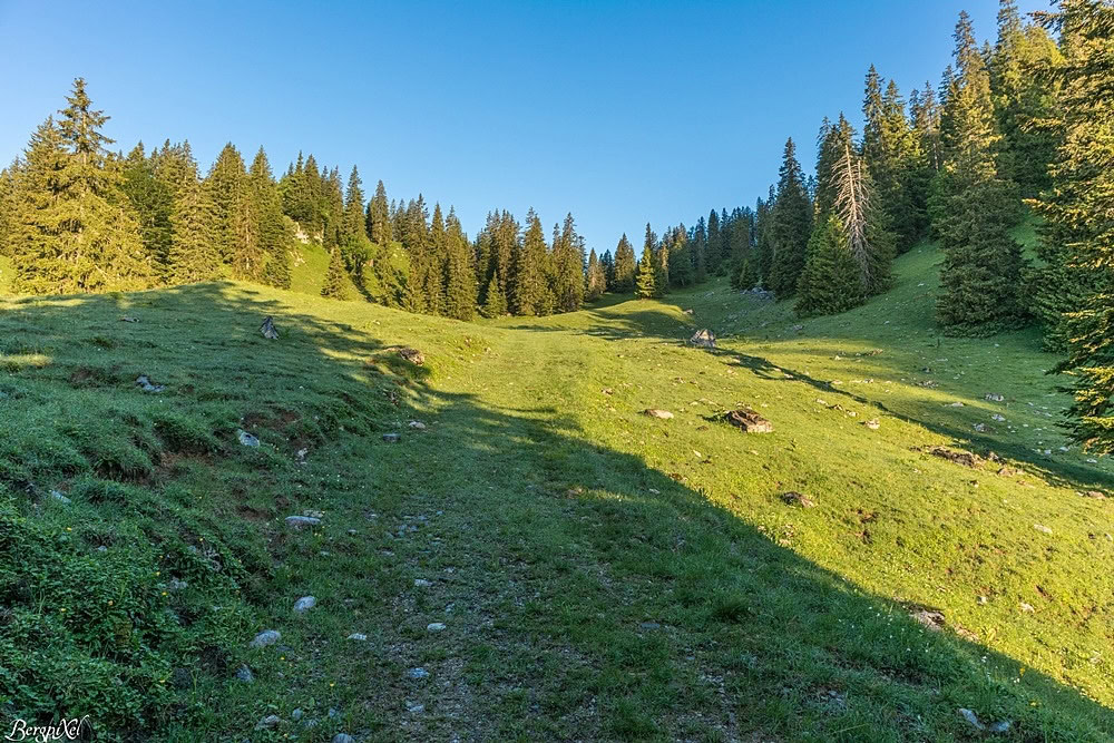 Ein breiter Weg auf einer Almwiese
