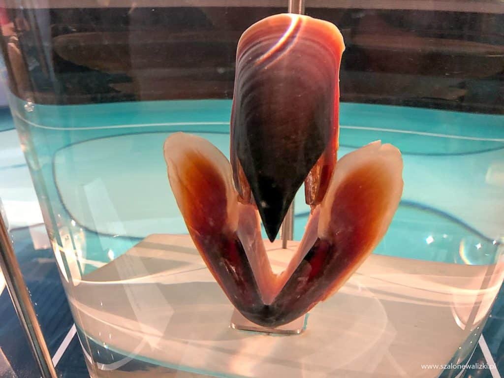 wellington w nowej zelandii