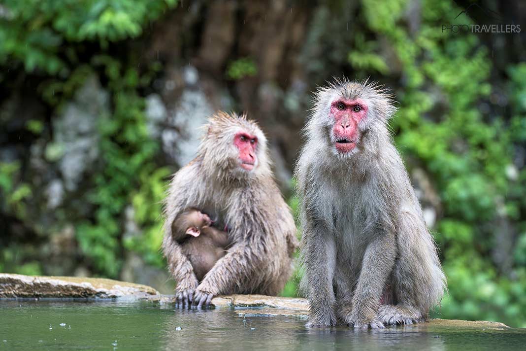 Drei Japanmakaken im Onsen im Schneeaffenpark Jigokudani Yaen Kōen