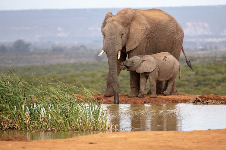Best African photo safari