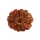 11 Mukhi Rudraksha