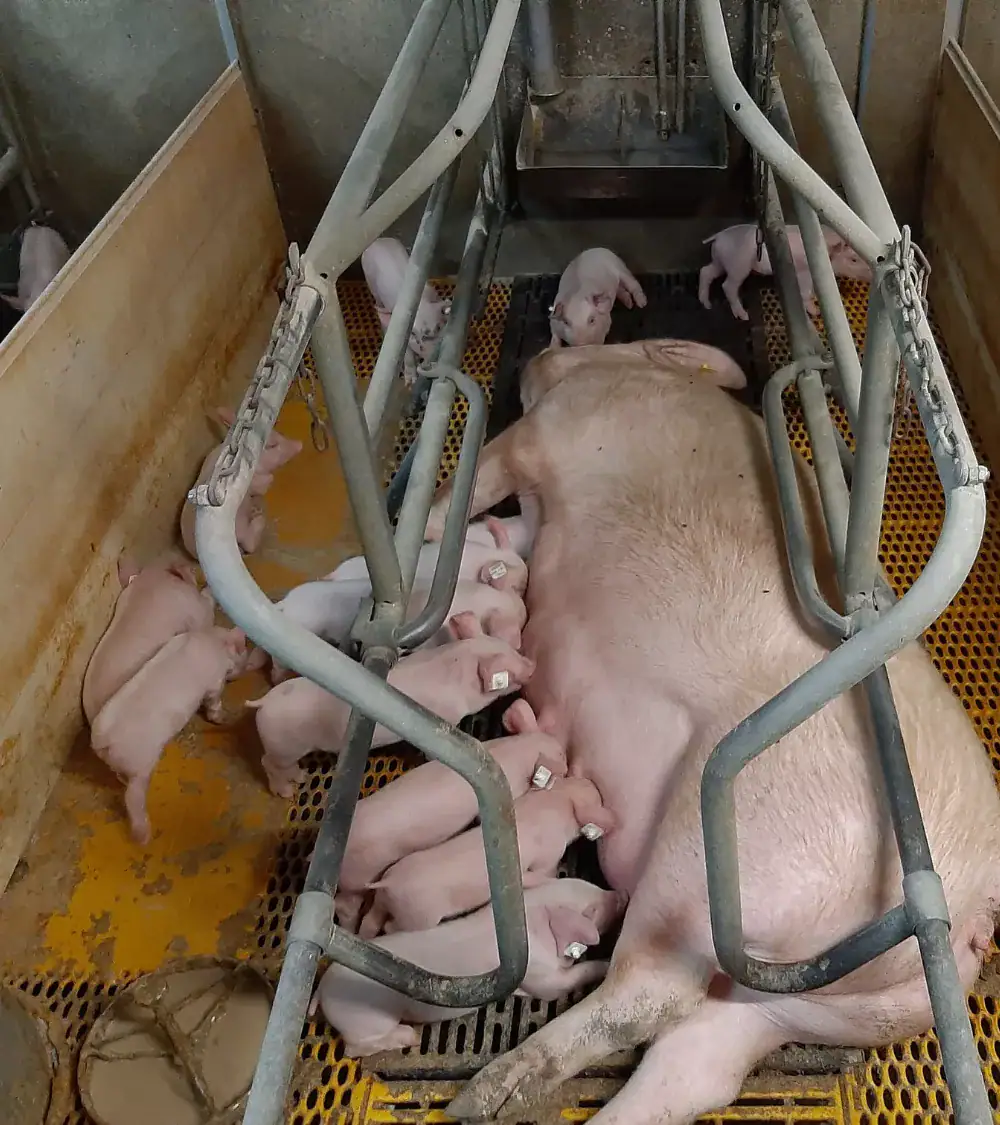 Schweine mit Ferkeln in Stall