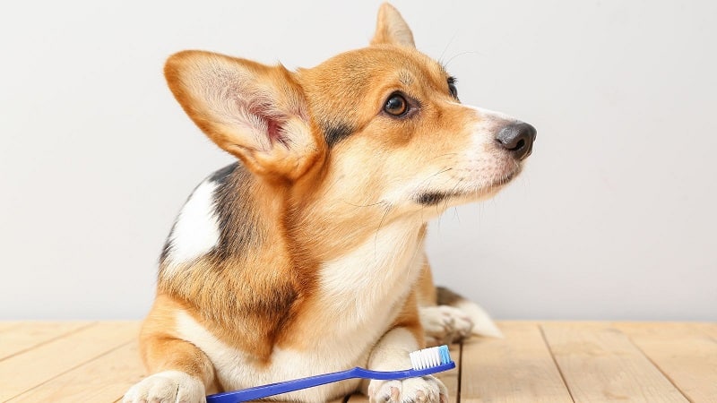 Dog with a Blue Toothbrush / Pearly Whites: A Guide to Optimal Dog Dental Hygiene