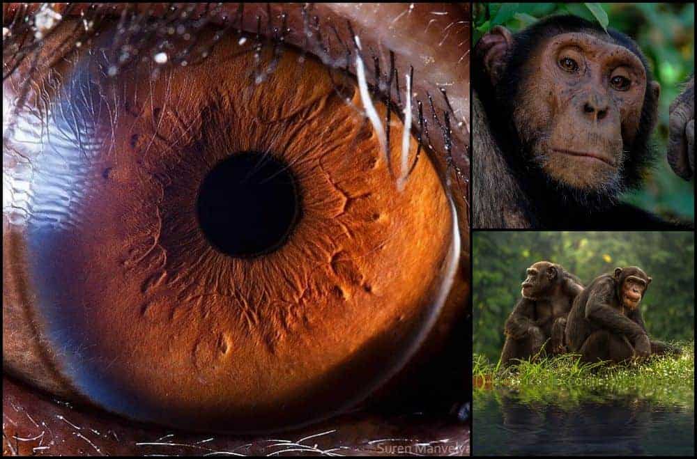 ochi de cimpanzeu gokid