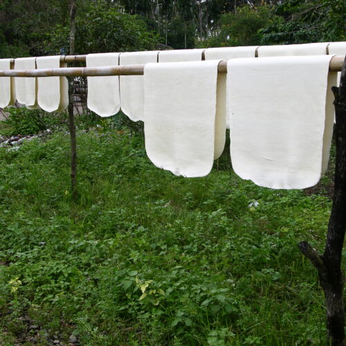 Umweltfreundliche Herstellung von Naturkautschuk