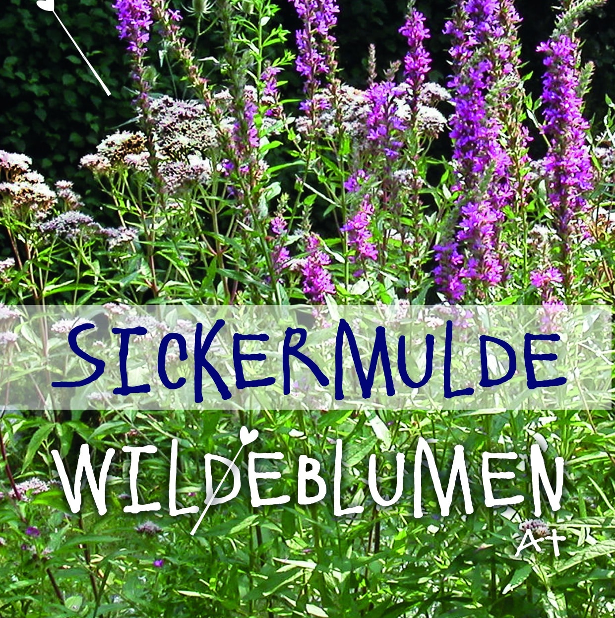 Saatgutmischung "Sickermulde Artenreich"