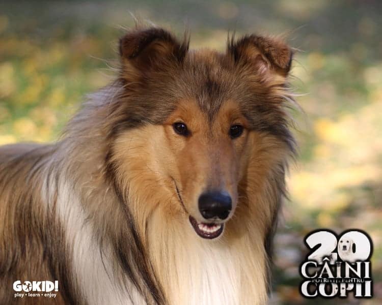 Collie caini pentru familii cu copii gokid