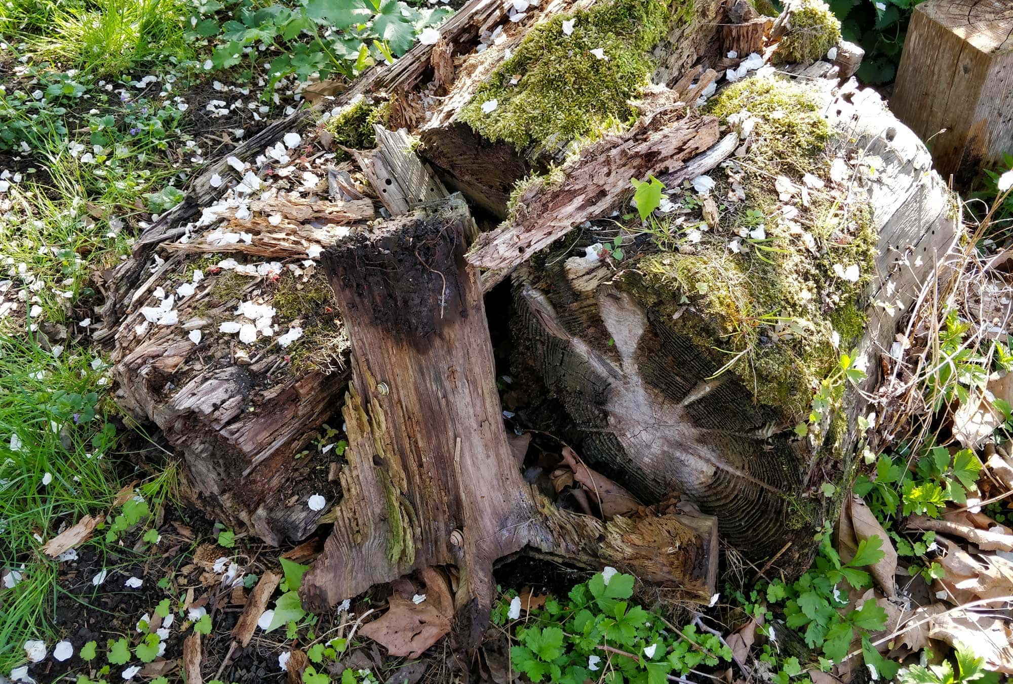 Totholz im Garten ist wichtig